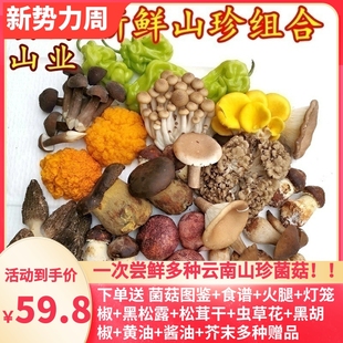 新鲜云南野生菌蘑菇组合两斤松露牛肝松茸鸡枞羊肚，见手青香菇美食