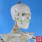 170cm180cm人体骨骼模型人体解剖模型人体脊柱腰椎胸椎骨架模型u