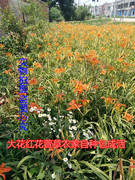 黄花菜种植苗大花红花萱草，苗野生黄花菜根，四季种植多年生现挖现卖