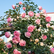 粉色龙沙宝石藤本月季扦插花苗庭院盆栽花卉欧月蔷薇苗