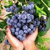 蓝莓苗盆栽带花苞四季种植蓝梅树苗南北方，当年结果蓝莓果树苗