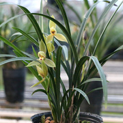 翁源兰花苗春名草开花浓香好养易栽除甲醛，室内阳台绿植花卉盆栽