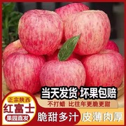 正宗陕西洛川苹果水果，新鲜当季整箱红富士，冰糖心一级脆甜10斤