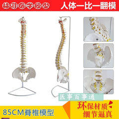 1 1人体脊柱模型脊椎腰椎颈椎胸椎正X骨手法练习模