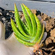 青锦 海莱芦荟 籽播实生 一物一拍 多肉植物Aloe hereroensis