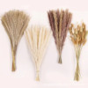 干花芦苇花束永生花花材装饰麦穗，拍摄家居配材大麦道具潘帕斯