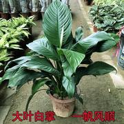 绿巨人盆栽 室内客厅大型盆景植物绿植吸甲万年青白掌大叶植物