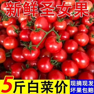 广西圣女果小番茄，5斤新鲜樱桃小西红柿，蔬菜孕妇水果现摘现发