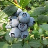 蓝莓树苗盆栽蓝梅果树苗南方北方品种全 庭院果树当年结果蓝莓