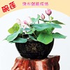 碗莲种子水培雪莲种籽莲花，莲藕四季室内花种籽孑阳台盆栽观赏花卉