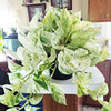 大理石皇后快乐叶子花(叶子花)叶绿萝盆栽好养办公室内桌面绿植物长藤垂吊