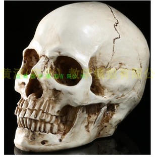 树脂骷髅头绘画人头骨艺用人体肌肉骨骼解剖头骨模型美术 