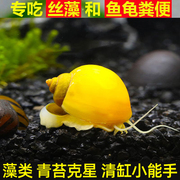 专吃鱼屎粪便观赏热带斗孔雀虾苗淡冷水族宠物活体清道夫清洁鱼缸