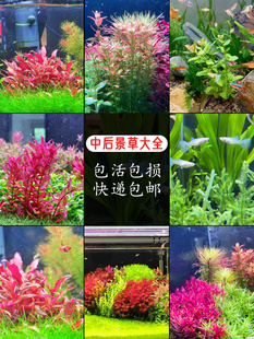99种中后景水草鱼缸水族箱，草缸新手造景植物，活体淡水红宫廷红丁香