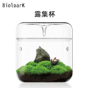 bioloark露集杯苔藓瓶微景观，集露杯花卉绿植盆景，集露瓶生态瓶