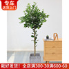 柠檬树盆栽老桩香水柠檬 带果出售观果植物芳香安神上海送货上门