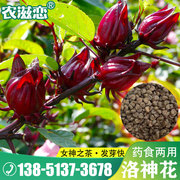 洛神花种子玫瑰茄花籽，种籽食用保健花茶药用庭院花园盆栽四季高产