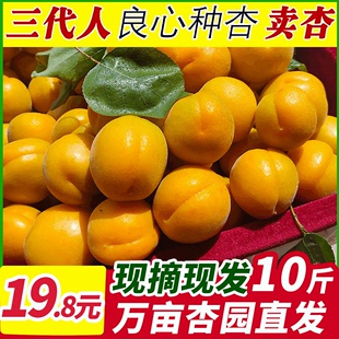 现摘大黄杏子新鲜水果当季陕西时令孕妇酸甜脆鲜杏金太阳10斤