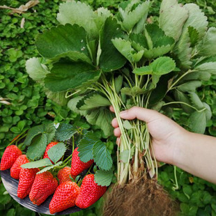 脱毒四季草莓苗南北方阳台种植果，树苗奶油草莓，种苗秧盆栽当年结果