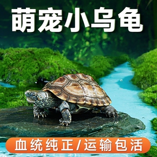乌龟活物巴西龟红耳小乌龟活体观赏宠物半水龟活物情侣龟中华草龟