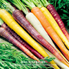 彩虹水果混合胡萝卜种子生吃进口传家宝新鲜蔬菜四季家庭阳台种菜