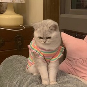 彩条情侣狗狗衣服春秋款，猫咪宠物博美，比熊泰迪衣服小型犬薄款