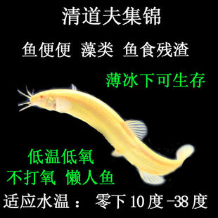 观赏鱼冷水鱼清洁鱼工具鱼练手鱼黄金泥鳅活体金龙鳅清道夫