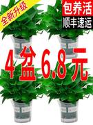 绿萝盆栽室内水培长藤垂吊大叶绿箩新房家用植物花卉绿植吸除甲醛