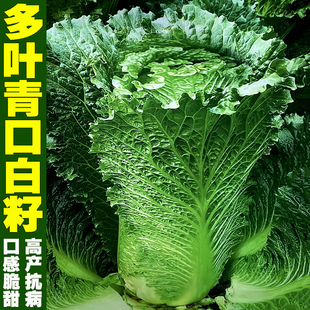 津绿60青麻叶白菜种子春秋四季阳台盆栽蔬菜种孑大白菜包心菜心籽