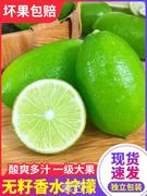 海南无籽香水青柠檬青柠新鲜水果5斤奶茶店专用广东香水