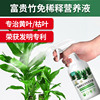 富贵竹营养液富贵竹专用营养液，免稀释富贵竹，土壤富贵竹肥料