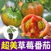 超美草莓苗种子四季播种番茄，种籽早熟紫黑西红柿盆栽圣女果紫玫瑰