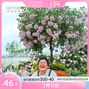 海蒂的花园月季玫瑰花盆栽蓝色阴雨粉色龙沙宝石藤本月季