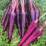 紫胡萝卜种子 紫参 蔬菜种子菜籽 阳台种菜 盆栽 高出芽率精