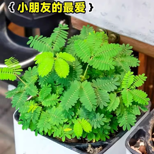 含羞草盆栽害羞草花种子四季常青绿(常青绿)植物，种苗室内阳台趣味花卉种籽