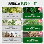 幸福树专用肥料营养液盆栽植物室内绿植养花卉通用型氮磷钾复合肥