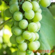 香甜新疆小葡萄绿珍珠葡萄苗，无核白葡萄树盆地栽葡萄苗果树苗