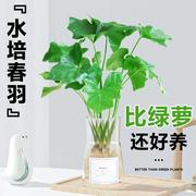 春雨绿植盆栽花卉植物室内易养活(易养活)龟背竹无土纯羽水培植物室内好养