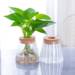 水培玻璃花瓶透明简约室内桌面摆放小花器水养，小绿植绿萝玻璃容器