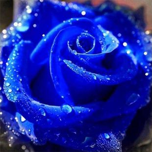 钻石画2023花卉现代简约客厅餐厅蓝色妖姬贴钻十字绣玫瑰满钻