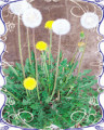 销售花卉苗木种子★观花植物★蒲公英★