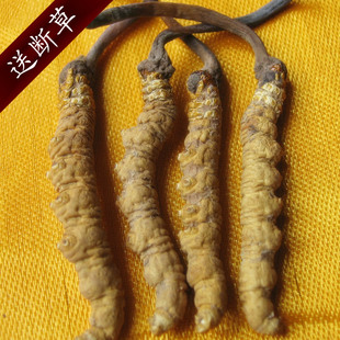  西藏那曲野生虫草  精选冬虫夏草 假一赔十 年终促销买十送一