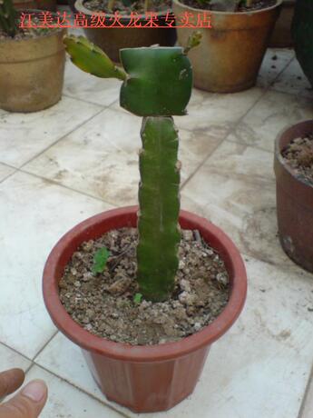 美国无刺,红肉火龙果,火龙果,火龙果苗,果树苗,