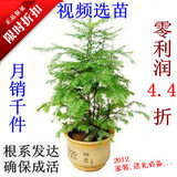 冲2冠-限时4.4折 健康树红豆杉树苗 红豆杉盆景50-120高 易养护