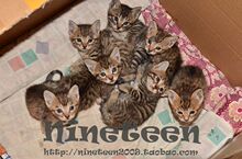 自家繁育 孟加拉豹猫3公4母 2月5号出生