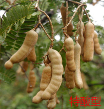 云南特产孕妇食品正品原装袋装航旅纯酸角 特酸型 168元包邮