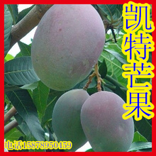 买二送一 果树 果树苗 凯特 芒果苗 凯特芒果 芒果树 芒果苗 莲雾