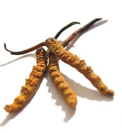  玉树虫草 青海玉树冬虫夏草正宗玉树虫草品 同仁堂品质 约3条/克