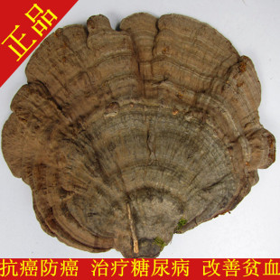  云南野生灵芝特级平盖灵芝 树舌护肝神药！84元/500克 特价促销