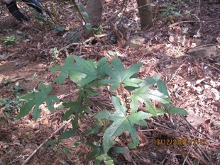 福建土楼正宗野生【七指毛桃根】滋阴养颜 止